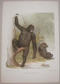 Zimmermann: Der Gorilla ( Troglodytes Gorilla)
