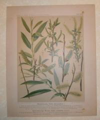 Liepoldt: Mandelweide, Salix amygdalina