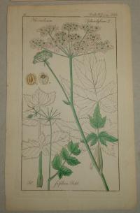 FLOWER, FLEUR, BLUME