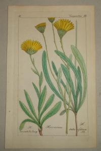 FLOWER, FLEUR, BLUME