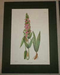 Naudin P. (artist): FLOWER, FLEUR, BLUME