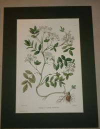 Naudin P. (artist): FLOWER, FLEUR, BLUME