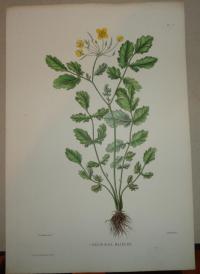 Naudin P. (artist): FLOWER, FLEUR, BLUME