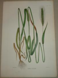 Naudin P. (artist): FLOWER, FLEUR, BLUME