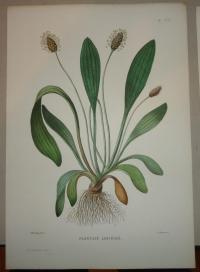 Naudin P. (artist): FLOWER, FLEUR, BLUME