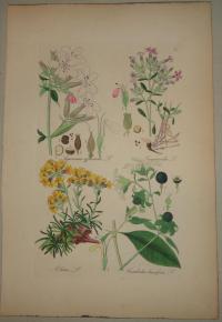 FLOWER, FLEUR, BLUME