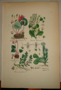 FLOWER, FLEUR, BLUME