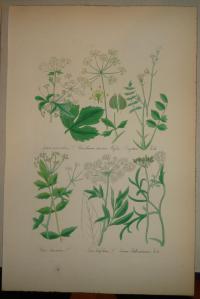 FLOWER, FLEUR, BLUME