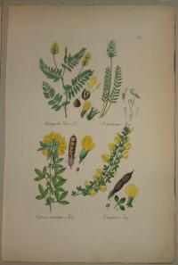 FLOWER, FLEUR, BLUME