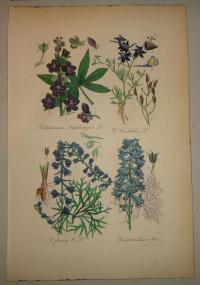 FLOWER, FLEUR, BLUME