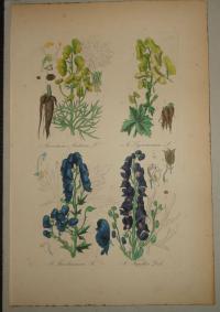 FLOWER, FLEUR, BLUME