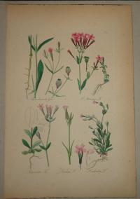 FLOWER, FLEUR, BLUME