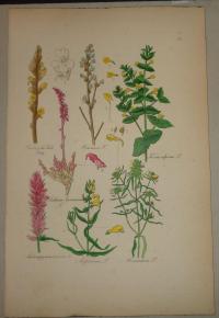 FLOWER, FLEUR, BLUME