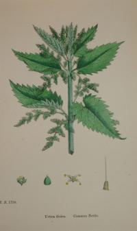 FLOWER, FLEUR, BLUME