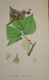 FLOWER, FLEUR, BLUME