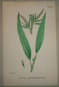 FLOWER, FLEUR, BLUME