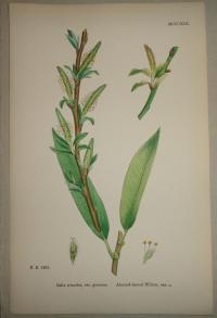 FLOWER, FLEUR, BLUME